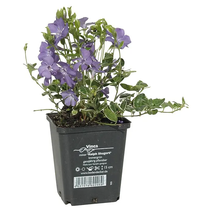 Helix Kleinblättriges Immergrün - Vinca minor 'Ralph Shugert', Topfgröße: 9 cm, Blau - Vinca minor 'Ralph Shugert' mit lila Blüten und grün-weißem Laub in einem schwarzen Topf.