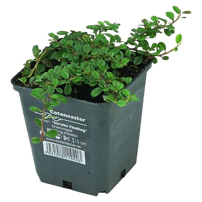 Helix Zwergmispel - Cotoneaster microphyllus 'Streibs Findling', Topfgröße: 9 cm - Grüne Cotoneaster Pflanze in einem dunkelgrauen Kunststofftopf mit Produktetikett.