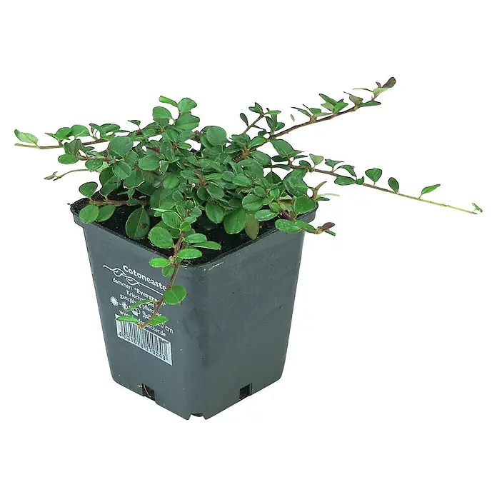 Helix Zwergmispel - Cotoneaster dam. 'Frieders Evergreen', Topfgröße: 9 cm - Kleine Cotoneaster-Pflanze im dunkelgrauen Plastik-Anzuchttopf mit grünen Blättern.