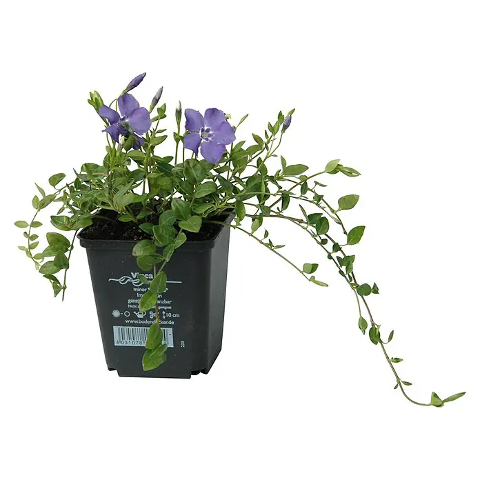 Helix Kleinblättriges Immergrün - Vinca minor 'Marie'®, Topfgröße: 9 cm, Blau - Topf-Vinca minor mit leuchtend violetten Blüten und grünen Blättern in einem schwarzen Behälter.