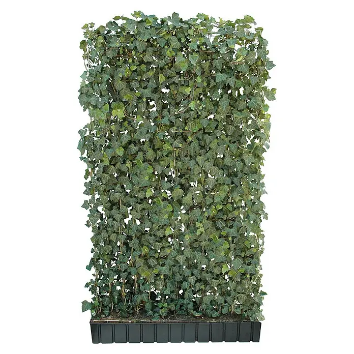 Helix Fertighecke Hecke am laufenden Meter® - Hedera helix 'Woerneri', 120 x 20 x 205 cm - Dichte grüne Efeuhecke in schwarzem Pflanzgefäß, geeignet als Sichtschutz oder Dekoration.