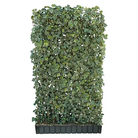 Helix  Fertighecke Hecke am laufenden Meter®