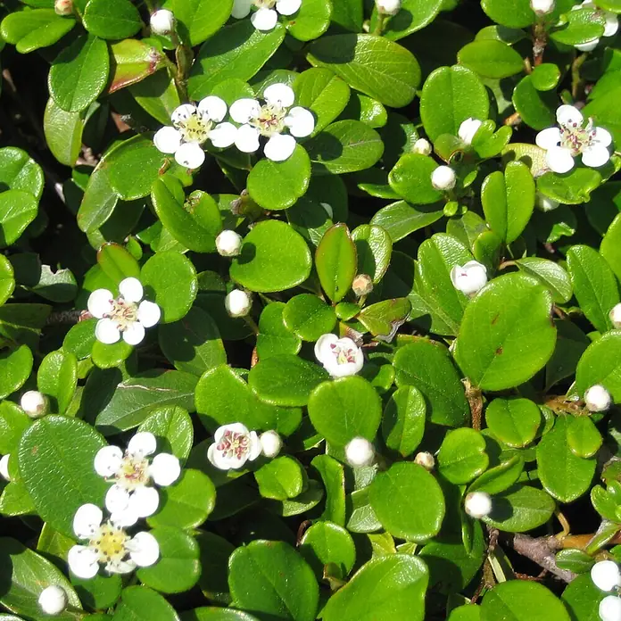 Helix Zwergmispel - Cotoneaster dam. 'Frieders Evergreen', Topfgröße: 9 cm - Kleine weiße Blüten mit auffälligen Staubblättern und glänzenden grünen Blättern.