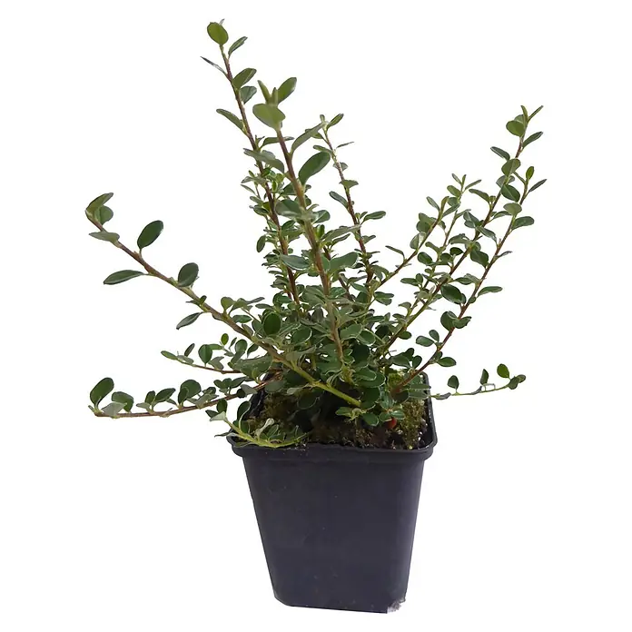 Helix Kriechmispel - Cotoneaster micro. 'Cochleatus', Topfgröße: 9 cm - Kleine Pflanze mit grünen Blättern in einem schwarzen Topf.