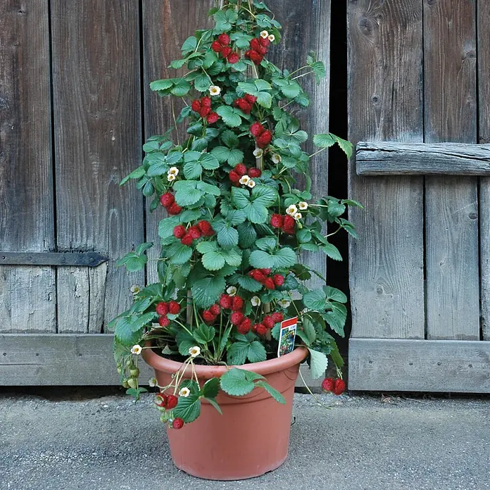 Helix Erdbeere Hummi® KletterToni - Fragaria, Erntezeit: Juni - Eine üppige Kletter-Erdbeerpflanze im Terrakottatopf, beladen mit roten reifen Beeren und weißen Blüten, steht vor einer rustikalen Holztür.