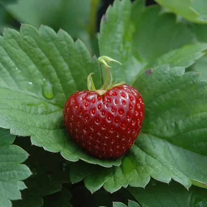 Helix Erdbeere 'Hummi® Herzle' - Fragaria ananassa, Erntezeit: Juni - Eine leuchtend rote, herzförmige Erdbeere mit sichtbaren Samen und Wassertropfen.