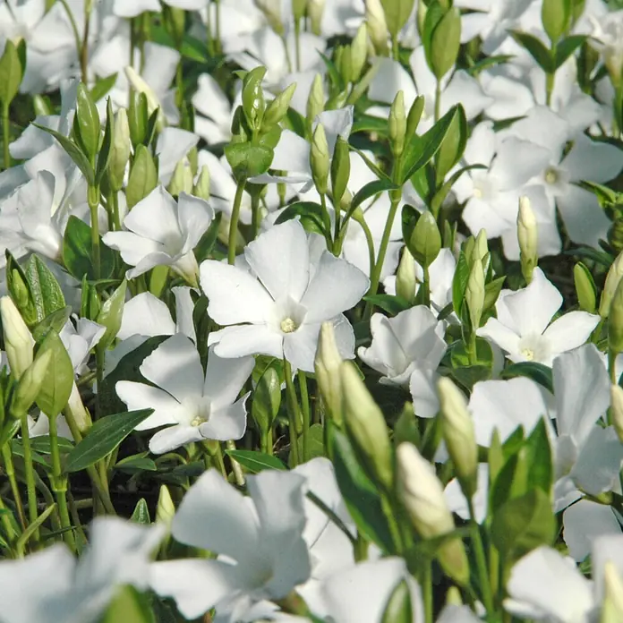 Helix Kleinblättriges Immergrün - Vinca minor 'Alba', Topfgröße: 9 cm, Weiß - Weiße Blüten mit grünen Blättern und Knospen.