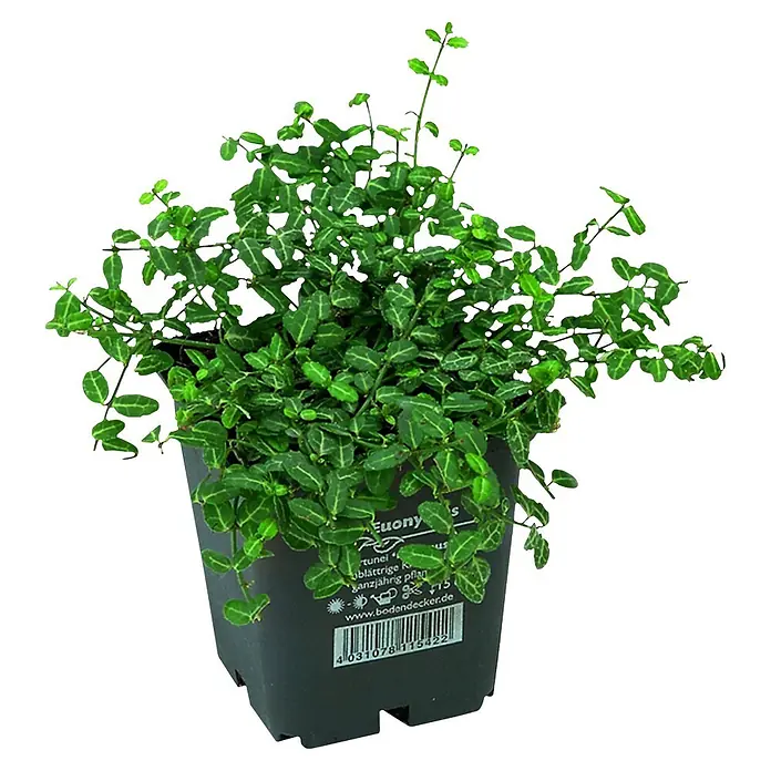 Helix Spindelstrauch - Euonymus fort. 'Minimus', Topfgröße: 9 cm, Grün - Grüne Pflanze mit kleinen Blättern in einem dunklen quadratischen Topf mit weißem Produktetikett.
