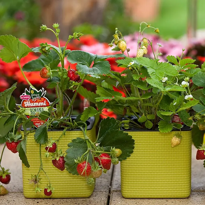 Helix Monats-Erdbeere 'Hummi® Rimona' - Fragaria ananassa, Erntezeit: Juni - Erdbeerpflanzen mit roten und gelben Früchten in zwei lindgrünen, strukturierten quadratischen Pflanzgefäßen, im Freien zwischen Blumen.