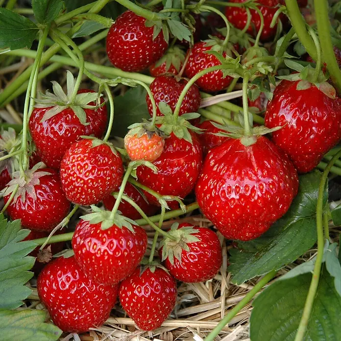 Helix Monats-Erdbeere 'Hummi® Rimona' - Fragaria ananassa, Erntezeit: Juni - Nahaufnahme von reifen, roten Erdbeeren an einer Pflanze mit grünen Blättern, im Stroh liegend.