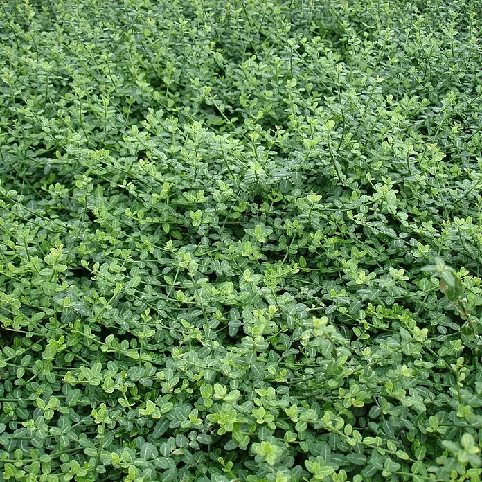 Helix Spindelstrauch - Euonymus fort. 'Minimus', Topfgröße: 9 cm, Grün - Dichtes, grünes Bodendecker mit kleinen, ovalen Blättern, viele mit hellgrünen Rändern.