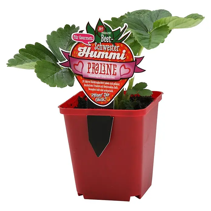 Helix Erdbeere 'Hummi® Praline' - Fragaria ananassa, Erntezeit: Juni - Erdbeerpflanze im roten Topf mit erdbeerförmigem Etikett der Gourmet-Sorte 'Praline', verspricht dunkelrote, süße, aromatische Früchte.