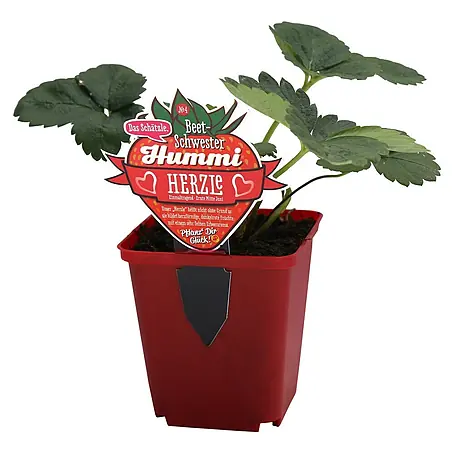 Helix  Erdbeere 'Hummi® Herzle'