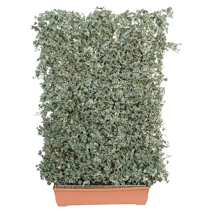 Helix Fertighecke Hecke am laufenden Meter® Balkon - Hedera helix weiß- buntlaubig, 100 x 20 x 130 cm - Gefleckte grüne und weiße Efeupflanze in einem rechteckigen braunen Terrakotta-Pflanzgefäß.