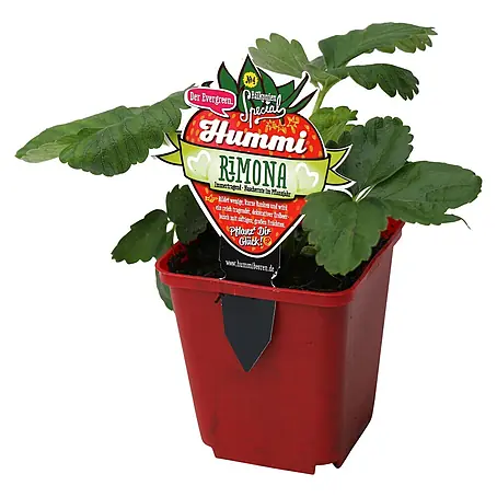 Helix  Monats-Erdbeere 'Hummi® Rimona'