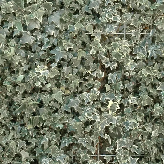 Helix Fertighecke Hecke am laufenden Meter® Balkon - Hedera helix weiß- buntlaubig, 100 x 20 x 130 cm - Dichter panaschierter Efeu (grün mit weißen Rändern) bedeckt ein Metallspalier.