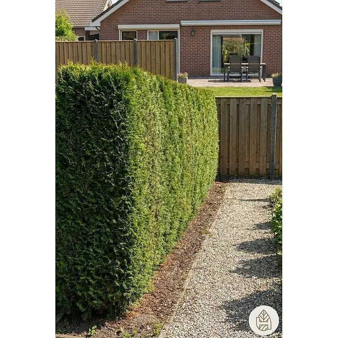 Heijnen Pflanzen Lebensbaum Thuja 'Smaragd' 100-120 cm für 5 Meter - Thuja occidentalis 'Smaragd', Topfgröße: 20 cm, Aktuelle Wuchshöhe: 100 cm - 120 cm - Dichte, hohe grüne Hecke als natürliche Abgrenzung in einem Garten, entlang eines Kieswegs und Holzzauns.