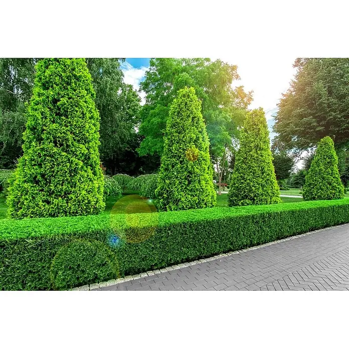 Heijnen Pflanzen Lebensbaum Thuja 'Brabant' 60-80 cm für 10 Meter - Thuja occidentalis 'Brabant', Topfgröße: 20 cm, Aktuelle Wuchshöhe: 60 cm - 80 cm - Lebhaft grüne, geschnittene Hecke mit kegelförmigen Nadelbäumen in einem Park neben einem gepflasterten Weg.