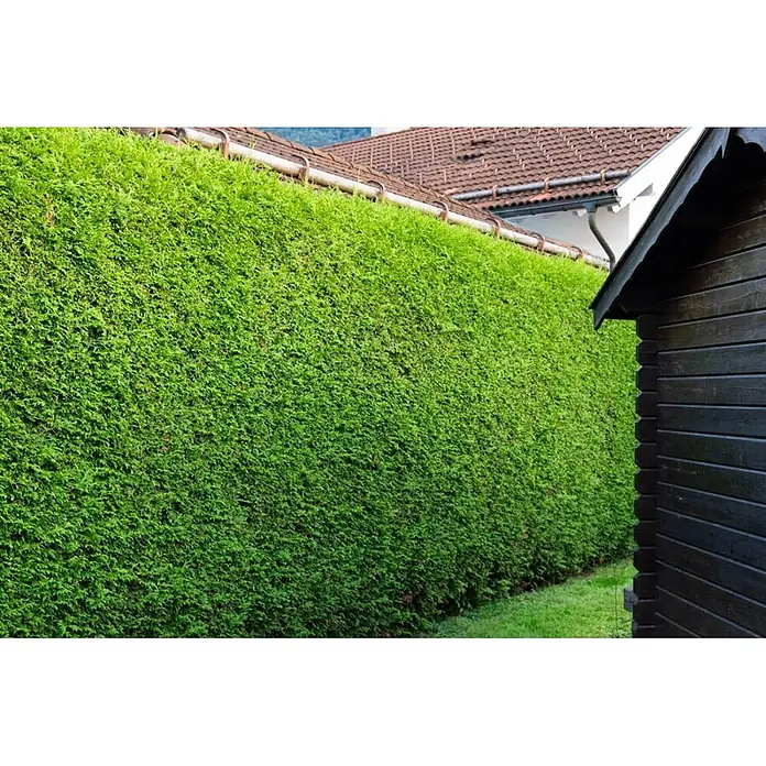 Heijnen Pflanzen Lebensbaum Thuja 'Brabant' 60-80 cm für 10 Meter - Thuja occidentalis 'Brabant', Topfgröße: 20 cm, Aktuelle Wuchshöhe: 60 cm - 80 cm - Dichte grüne Hecke als Sichtschutz im Garten, grenzt an ein dunkles Holzhaus und ein Dach.