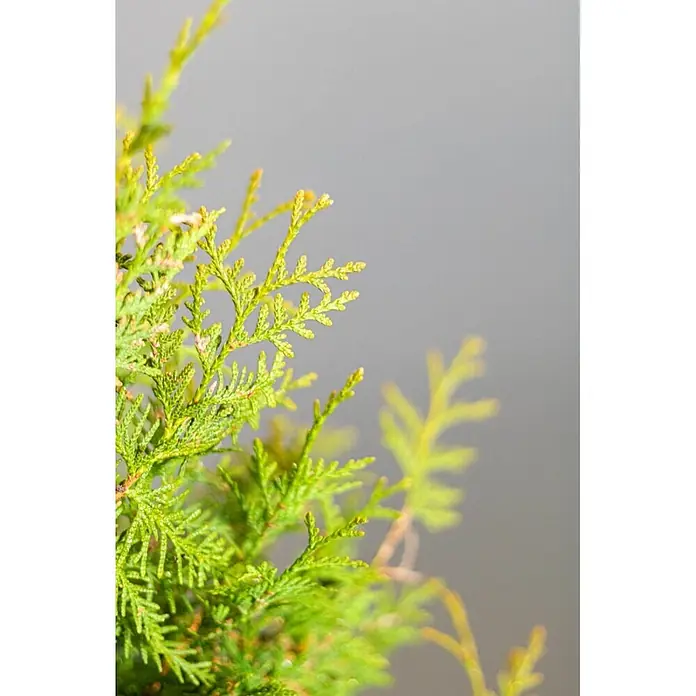 Heijnen Pflanzen Lebensbaum Thuja 'Brabant' 60-80 cm für 10 Meter - Thuja occidentalis 'Brabant', Topfgröße: 20 cm, Aktuelle Wuchshöhe: 60 cm - 80 cm - Leuchtend grünes, federartiges Nadelbaumlaub.