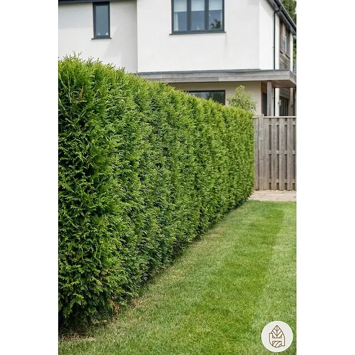 Heijnen Pflanzen Lebensbaum 140-160 cm - 25 St. für 10 Meter - Thuja occidentalis 'Brabant', Topfgröße: 25 cm, Aktuelle Wuchshöhe: 140 cm - 160 cm - Eine hohe, dichte grüne Hecke als Sichtschutz in einem Garten vor einem modernen Haus.
