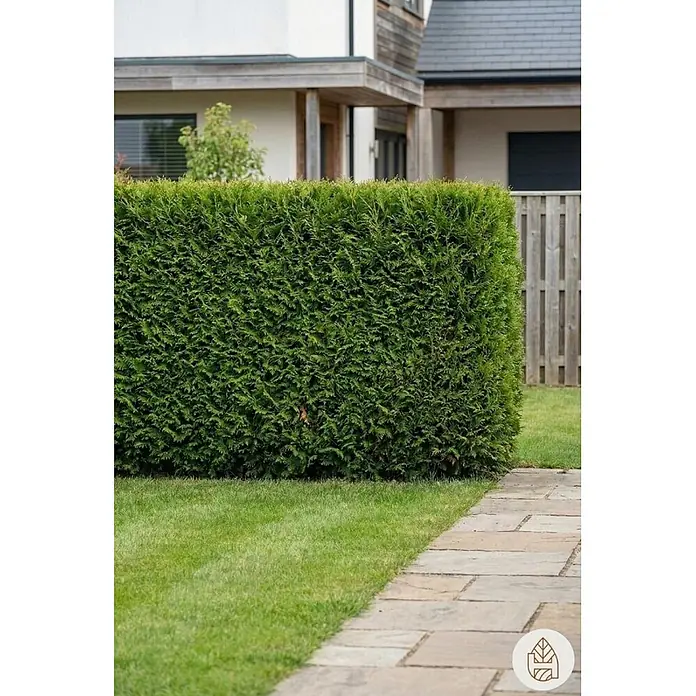 Heijnen Pflanzen Lebensbaum 100-120 cm - 13 St. für 5 Meter - Thuja occidentalis 'Brabant', Topfgröße: 20 cm, Aktuelle Wuchshöhe: 100 cm - 120 cm - Eine dichte, sauber geschnittene grüne Hecke in einem Garten, die einen Steinweg mit Häusern im Hintergrund begrenzt.