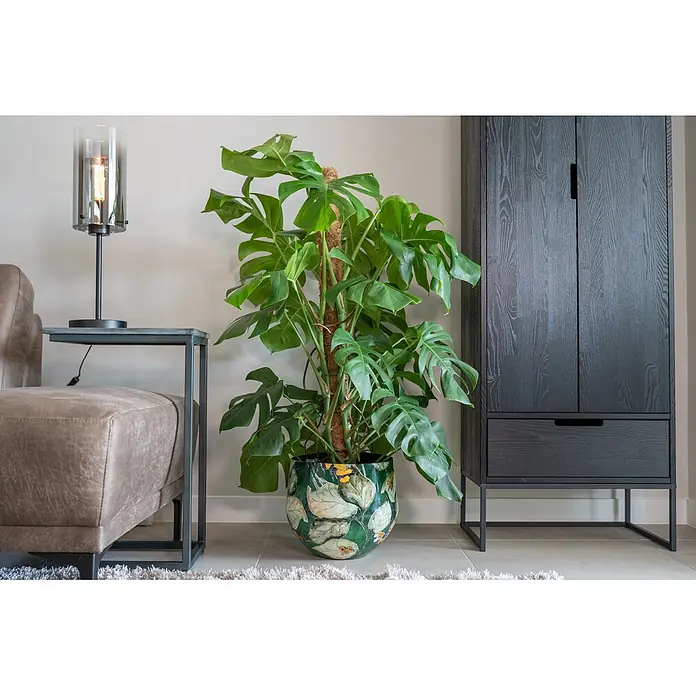 Ter Steege Übertopf rund Bee - Ø x H: 20 x 16 cm, Metall, Grün - Stilvolle Wohnzimmerecke mit großer Monstera-Pflanze im farbigen Topf, dunklem Holzschrank und moderner Lampe auf einem Beistelltisch.