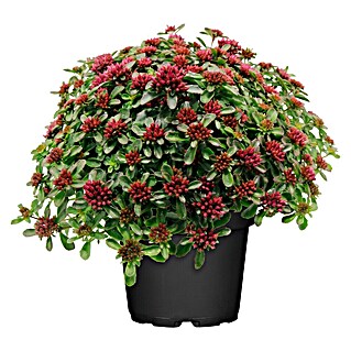 Piardino Garten-Fettblatt (Sedum spurium 'Spot On™', Topfgröße: 19 cm, Rosa)