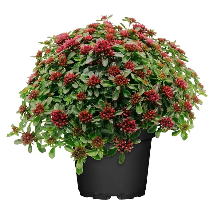 Piardino Garten-Fettblatt - Sedum spurium 'Spot On™', Topfgröße: 19 cm, Rosa - Topfpflanze mit grünen Blättern und dunkelroten Blüten in einem schwarzen Topf.