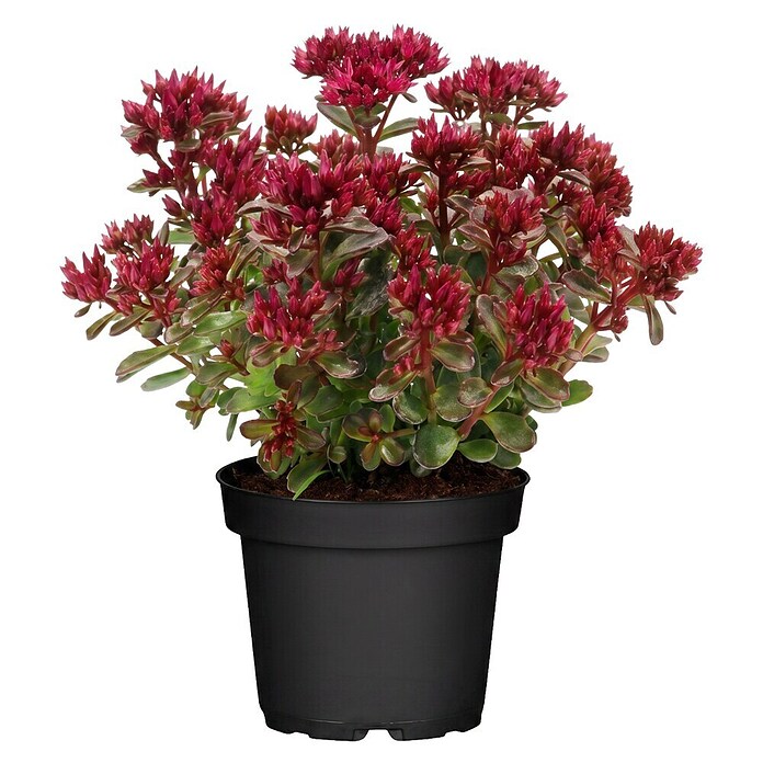 Piardino Garten-Fettblatt (Sedum spurium 'Spot On™', Topfgröße: 13 cm, Rosa) | BAUHAUS