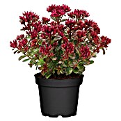Piardino Garten-Fettblatt (Sedum spurium 'Spot On™', Topfgröße: 13 cm, Rosa) | BAUHAUS