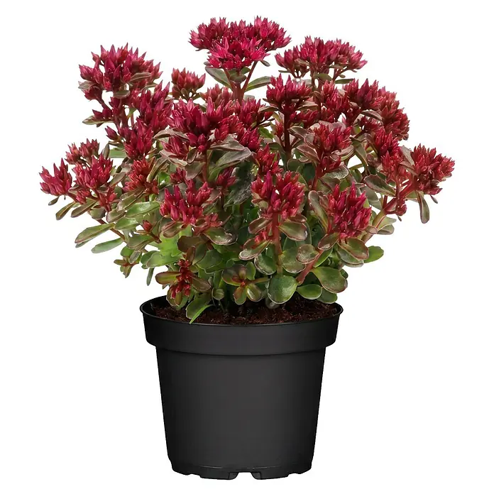Piardino Garten-Fettblatt - Sedum spurium 'Spot On™', Topfgröße: 13 cm, Rosa - Topf-Fetthenne mit grünen Blättern und rot-violetten Blütenknospen in einem schwarzen Topf.