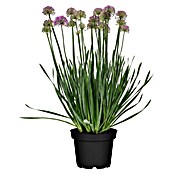 Allium giganteum 17 i.S. gem.