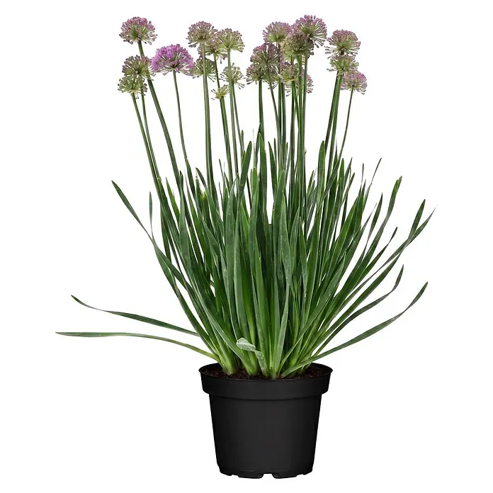 Piardino Lauch - Allium giganteum, 19 cm - Allium-Pflanze im schwarzen Topf mit langen grünen Blättern und mehreren runden, hellvioletten Blüten.