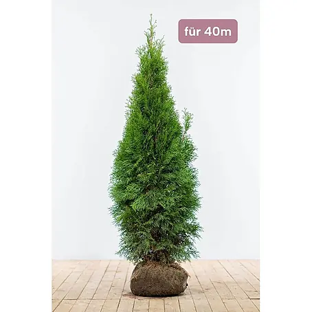 Heijnen Pflanzen  Lebensbaum 120-140 cm - 100 St. für 40 Meter