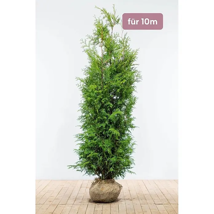 Heijnen Pflanzen Lebensbaum 180-200 cm - 20 St. für 10 Meter - Thuja occidentalis 'Brabant', Topfgröße: 30 cm, Aktuelle Wuchshöhe: 180 cm - 200 cm - Grüne Koniferen-Heckenpflanze, Wurzelballen in Jutestoff, beschriftet 'für 10m'.