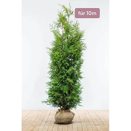 Heijnen Pflanzen  Lebensbaum 180-200 cm - 20 St. für 10 Meter