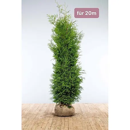 Heijnen Pflanzen  Lebensbaum 200-225 cm - 40 St. für 20 Meter