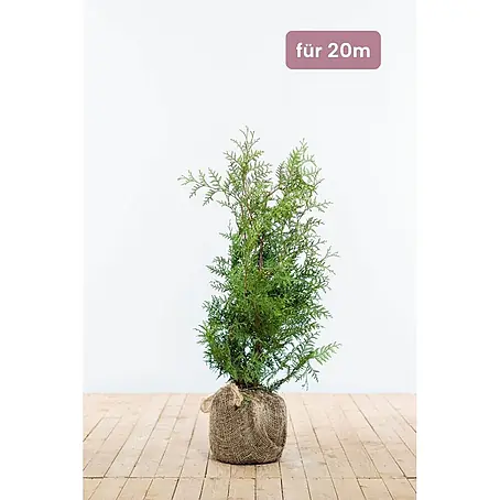 Heijnen Pflanzen  Lebensbaum Thuja 'Brabant' 60-80 cm für 20 Meter
