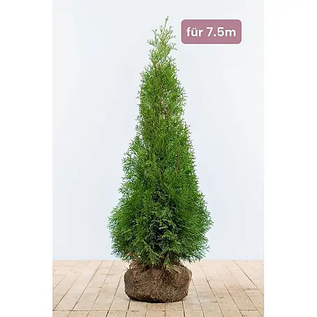 Heijnen Pflanzen  Lebensbaum 100-120 cm - 19 St. für 7.5 Meter