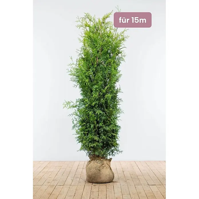 Heijnen Pflanzen Lebensbaum Thuja 'Brabant' 160-180 cm für 15 Meter - Thuja occidentalis 'Brabant', Topfgröße: 30 cm, Aktuelle Wuchshöhe: 160 cm - 180 cm - Grüner Thuja-Baum im Jutesack mit 'für 15m' Etikett.