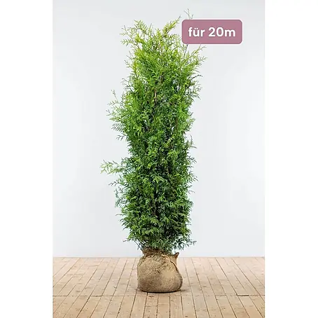 Heijnen Pflanzen  Lebensbaum 160-180 cm - 40 St. für 20 Meter