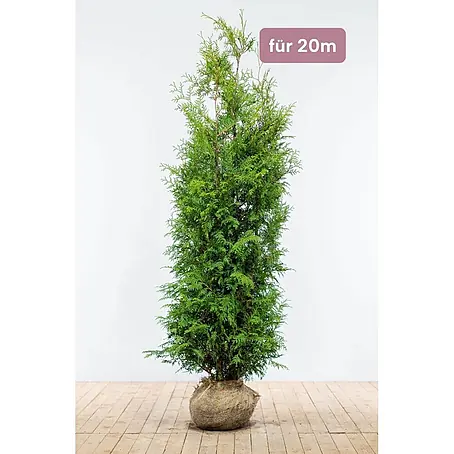 Heijnen Pflanzen  Lebensbaum Thuja 'Brabant' 180-200 cm für 20 Meter