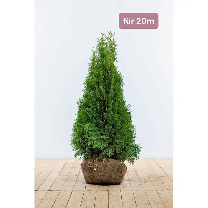 Heijnen Pflanzen Lebensbaum 80-100 cm - 60 St. für 20 Meter - Thuja occidentalis 'Smaragd', Topfgröße: 20 cm, Aktuelle Wuchshöhe: 80 cm - 100 cm - Grüner Lebensbaum mit Wurzelballen in Jutegewebe.