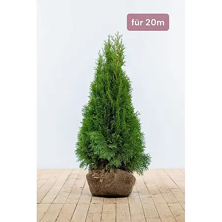 Heijnen Pflanzen  Lebensbaum 80-100 cm - 60 St. für 20 Meter