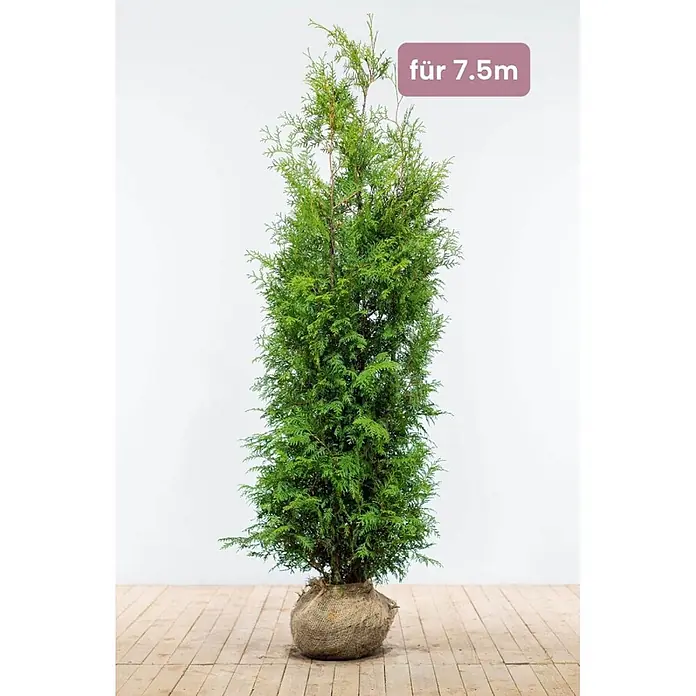 Heijnen Pflanzen Lebensbaum Thuja 'Brabant' 180-200 cm für 7.5 Meter - Thuja occidentalis 'Brabant', Topfgröße: 30 cm, Aktuelle Wuchshöhe: 180 cm - 200 cm - Hoher grüner Nadelbaum mit wurzelverpacktem Ballen, beschriftet 'für 7.5m'.