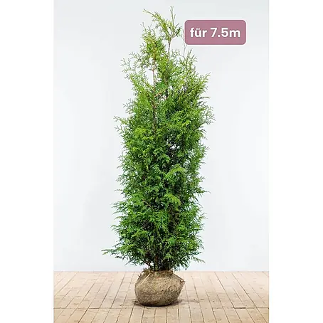Heijnen Pflanzen  Lebensbaum Thuja 'Brabant' 180-200 cm für 7.5 Meter