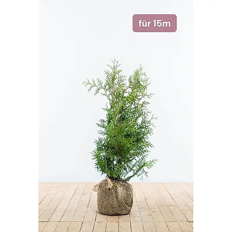Heijnen Pflanzen  Lebensbaum 60-80 cm - 45 St. für 15 Meter
