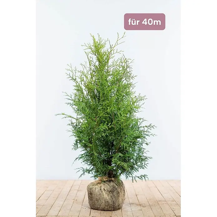Heijnen Pflanzen Lebensbaum 80-100 cm - 120 St. für 40 Meter - Thuja occidentalis 'Brabant', Topfgröße: 20 cm, Aktuelle Wuchshöhe: 80 cm - 100 cm - Grüne Konifere mit wurzelballen in Jute eingewickelt, bereit zum Pflanzen.