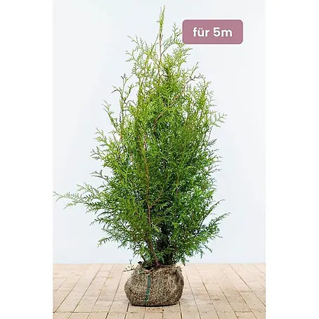 Heijnen Pflanzen  Lebensbaum 100-120 cm - 13 St. für 5 Meter